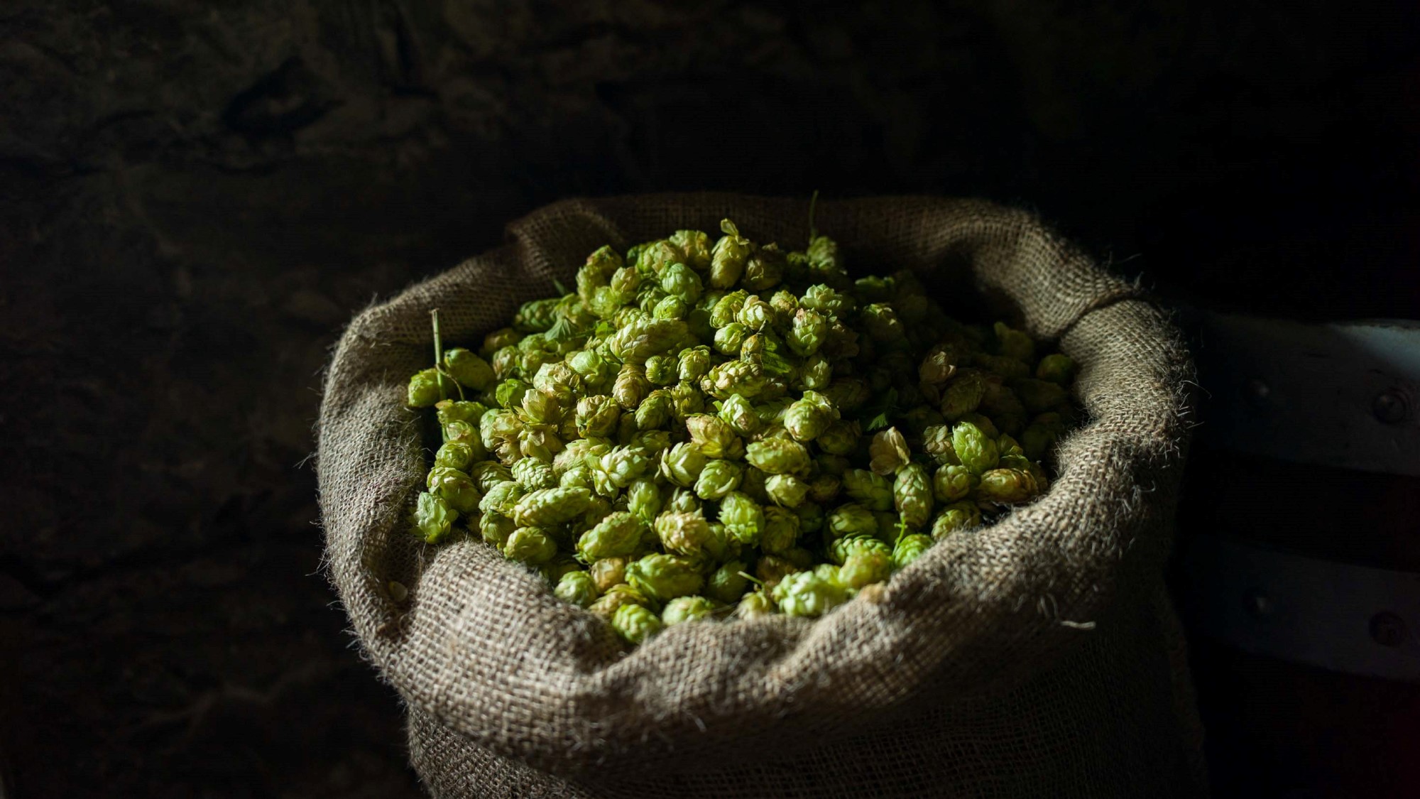Hopfen
